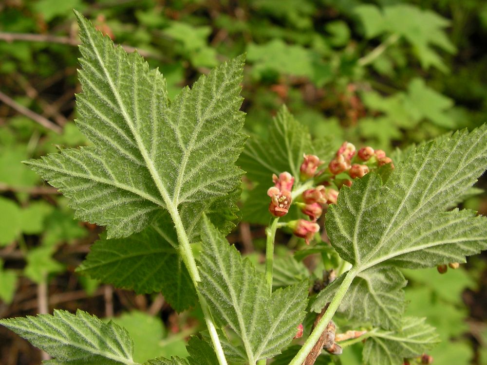 Изображение особи Ribes pallidiflorum.