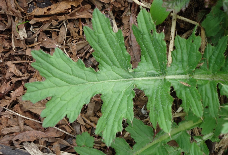 Image of Cirsium kamtschaticum specimen.