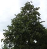 Alnus hirsuta. Верхняя часть кроны взрослого дерева. Германия, г. Дюссельдорф, Ботанический сад университета. 14.08.2013.