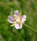 Epilobium tetragonum