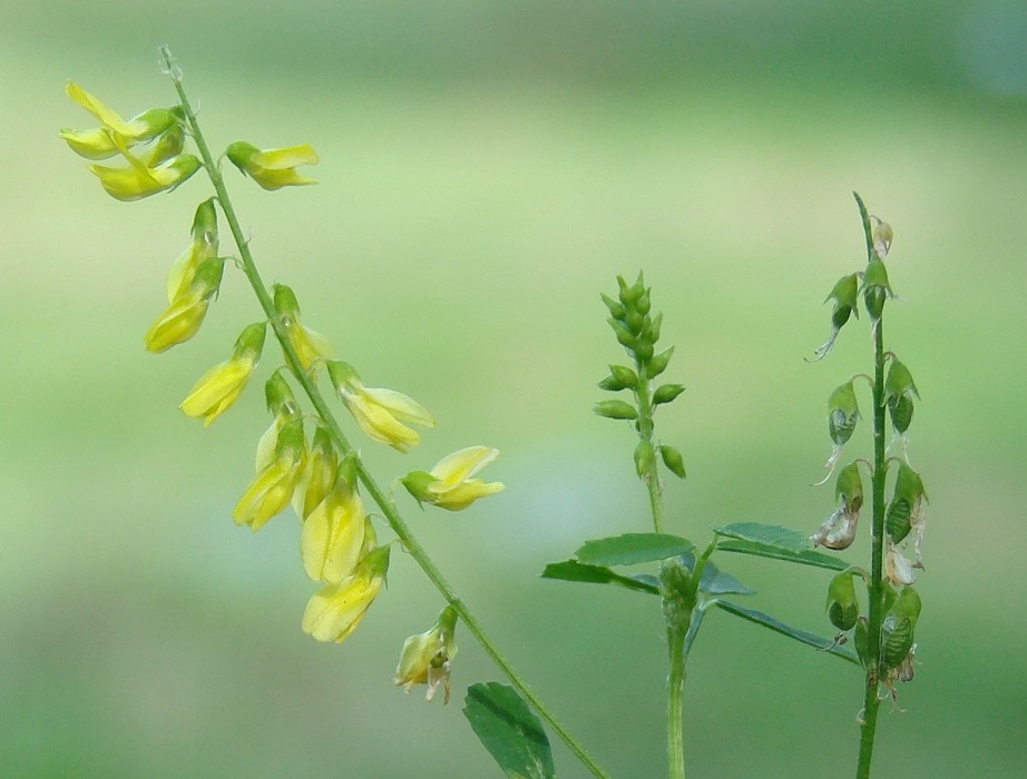 Изображение особи Melilotus officinalis.