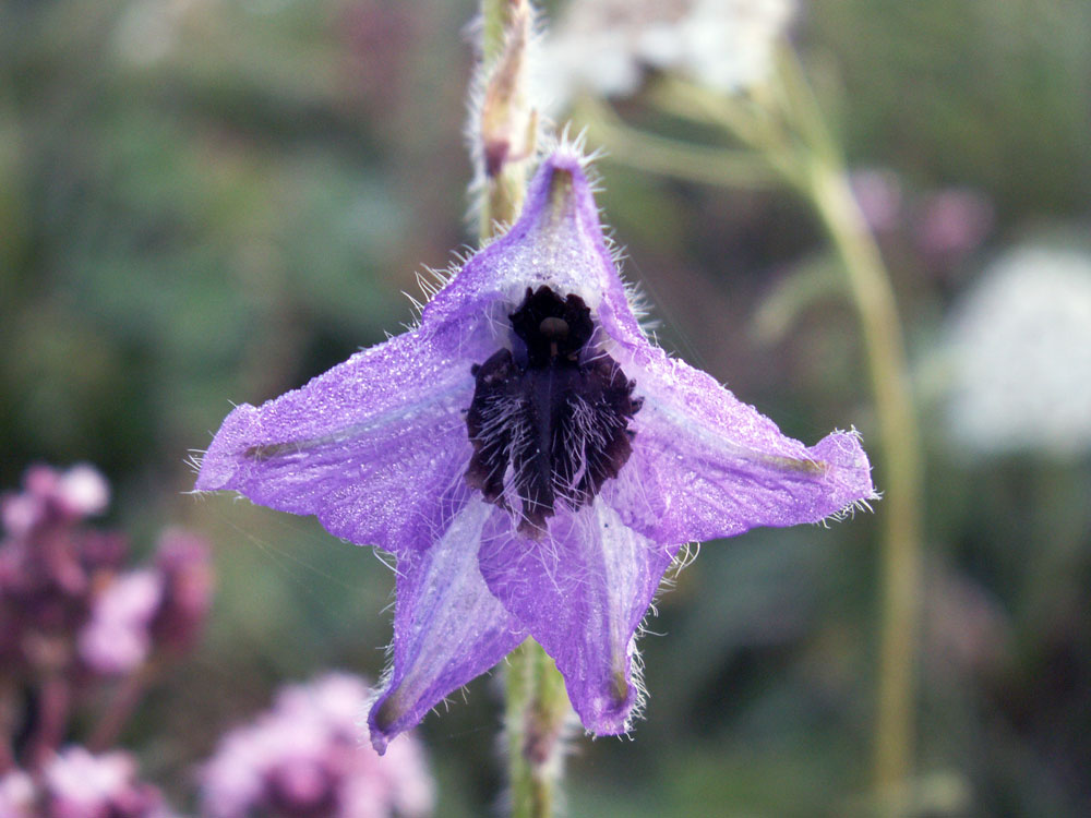 Изображение особи Delphinium iliense.