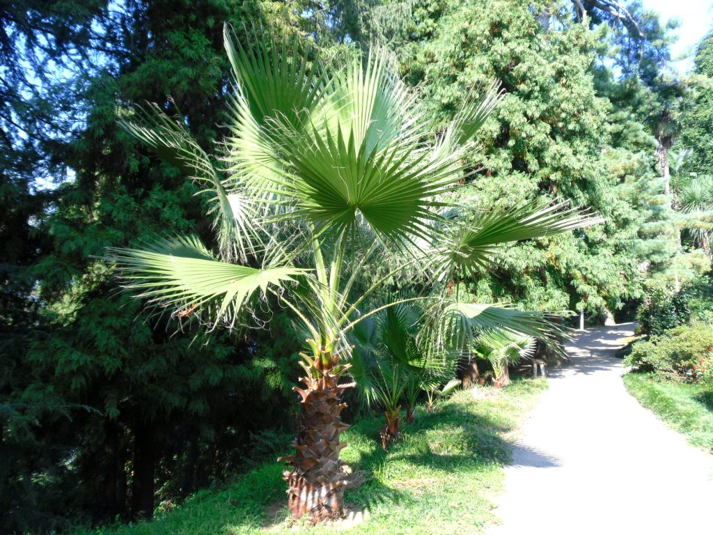 Изображение особи род Washingtonia.