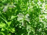 Cardamine prorepens