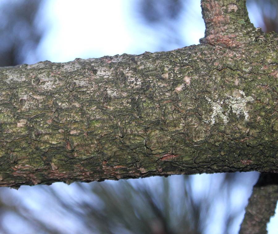 Изображение особи Pinus coulteri.