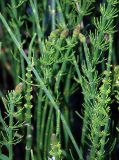 Equisetum fluviatile. Верхушки побегов с развивающимися стробилами. Ярославская обл., побережье Плещеева озера. 04.06.2011.