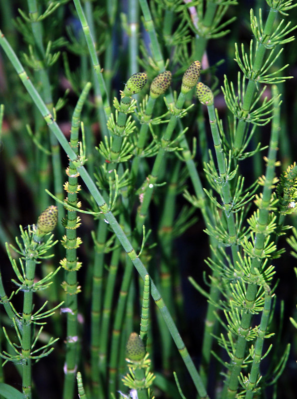 Изображение особи Equisetum fluviatile.