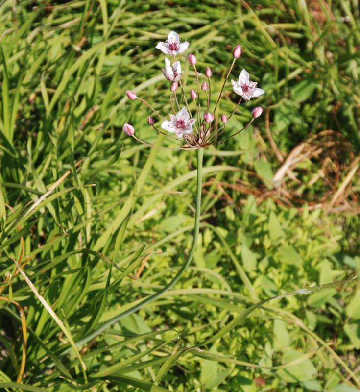 Изображение особи Butomus umbellatus.