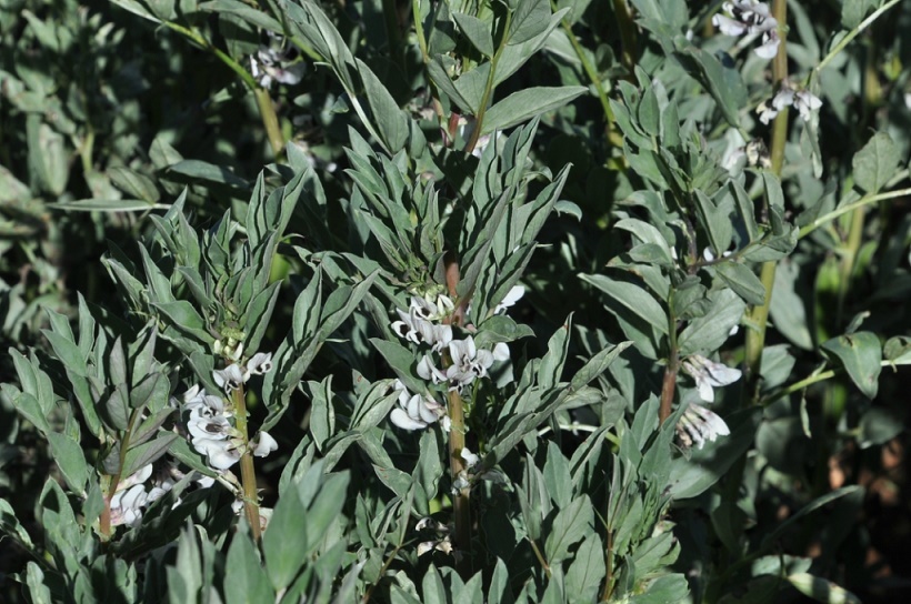 Image of Vicia faba specimen.