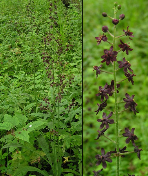 Изображение особи Veratrum maackii.