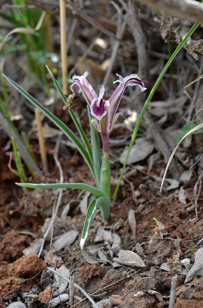 Изображение особи Juno narynensis.