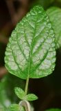 Salvia microphylla