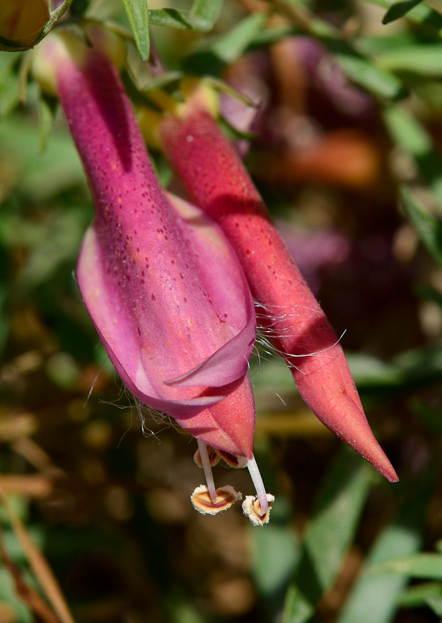 Изображение особи Eremophila maculata.