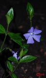 Vinca minor