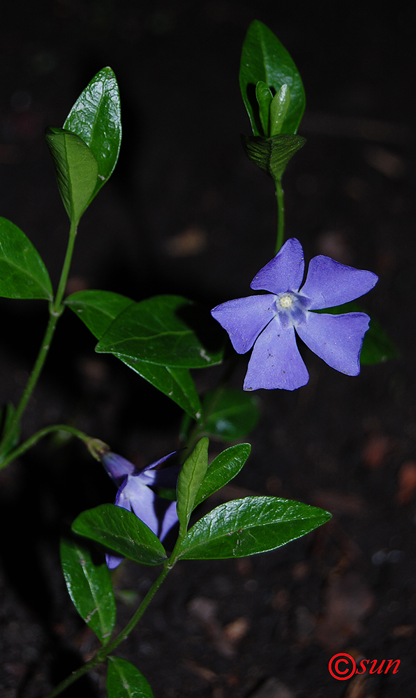 Изображение особи Vinca minor.