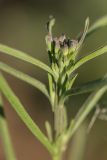 Erysimum canescens