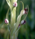 Himantoglossum adriaticum. Раскрывающиеся цветки. Словения, окр. дер. Грачище (Gračišče), под пологом отдельных деревьев на склоне к дороге. 09.05.2014.