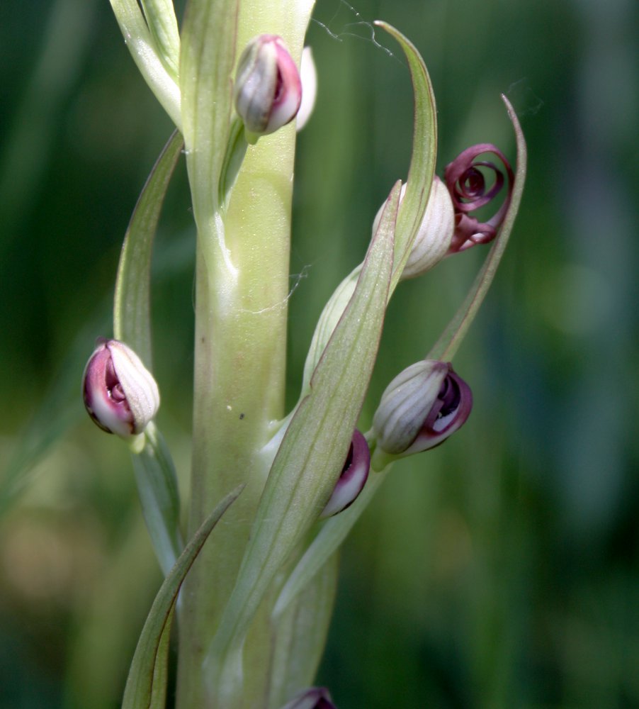 Изображение особи Himantoglossum adriaticum.