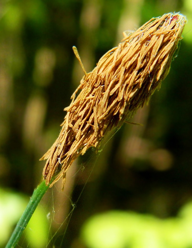 Изображение особи Carex pilosa.