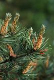 Pinus sylvestris. Побеги с мужскими стробилами. Ленинградская обл., склон долины р. Луга у дер. Кемка. 13.06.2009.