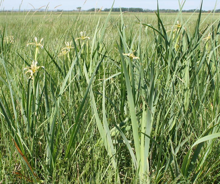 Изображение особи Iris halophila.