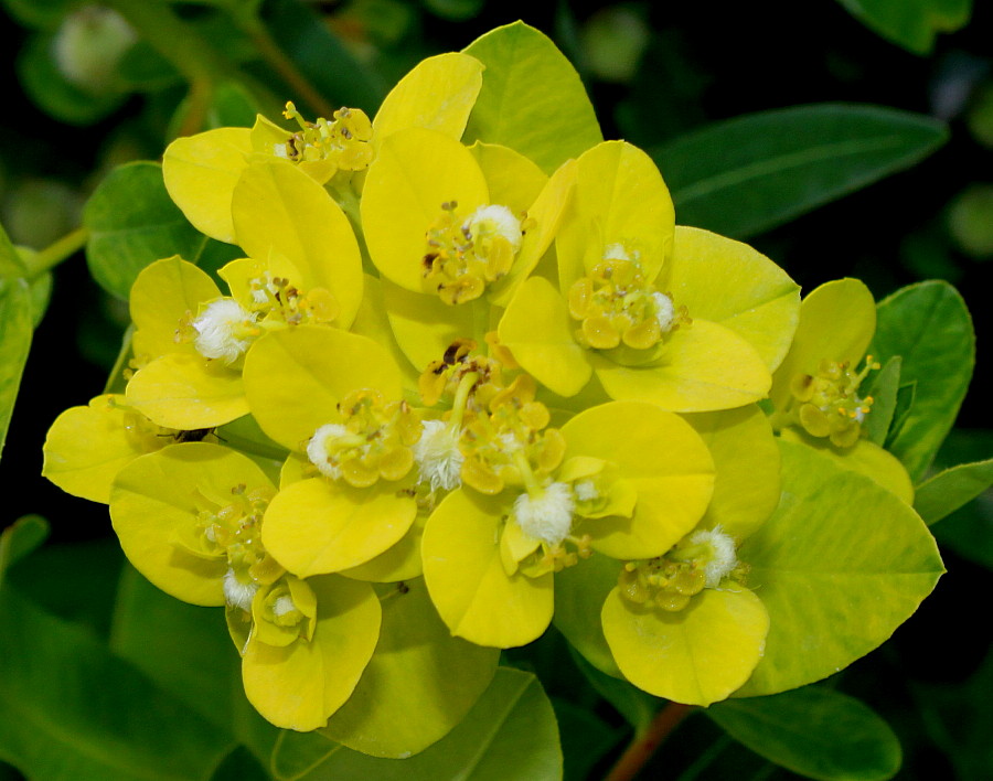 Изображение особи Euphorbia villosa.