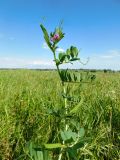 Vicia angustifolia. Верхушка цветущего и плодоносящего растения. Ростовская обл., Азовский р-н, окр. с. Кугей, засолённый луг. 24.05.2022.