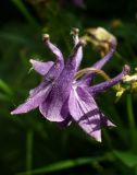 Aquilegia vulgaris. Цветок. правый берег р. Которосль, луговина. 12 июня 2014 г.