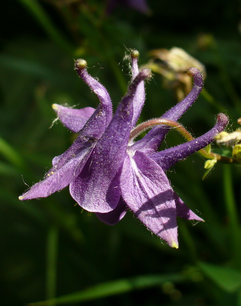 Изображение особи Aquilegia vulgaris.