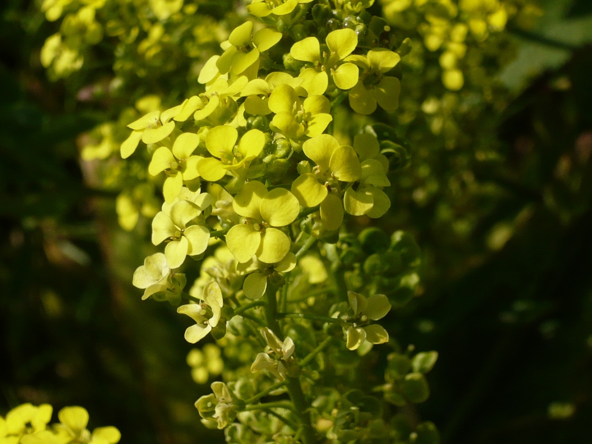 Image of Bunias orientalis specimen.