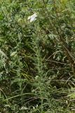Achillea setacea. Цветущие растения. Молдова, Криулянский р-н, окрестности с. Слободзея-Дужка, пойма р. Днестр. 13.07.2014.