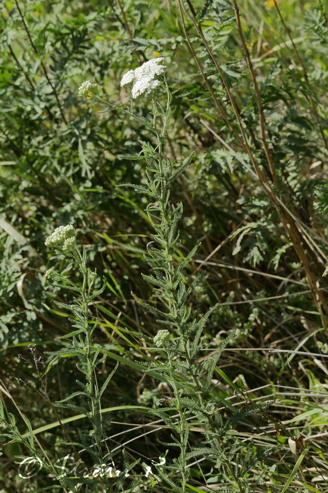 Изображение особи Achillea setacea.