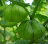 Physalis ixocarpa