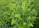 Solidago canadensis