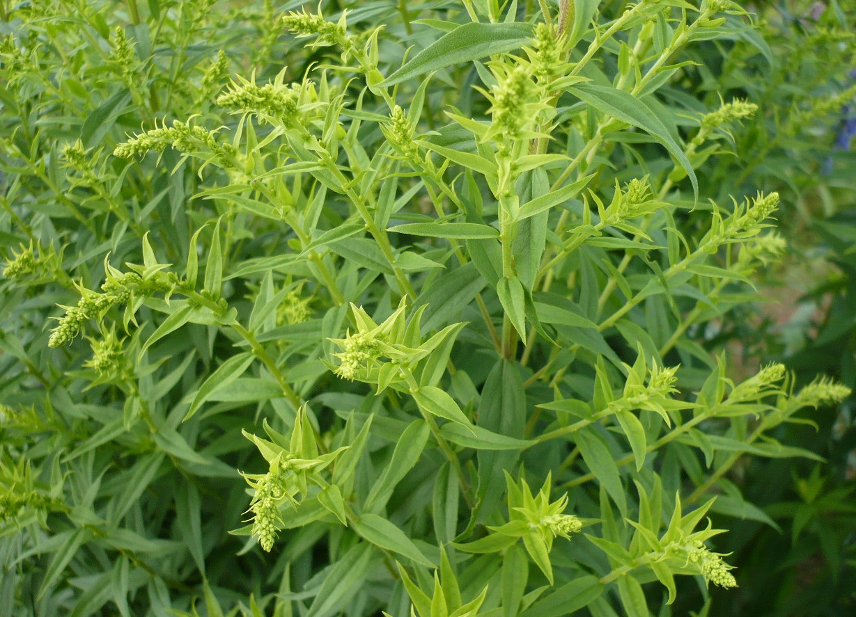 Изображение особи Solidago canadensis.