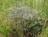 Limonium coriarium