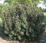 Cistus laurifolius