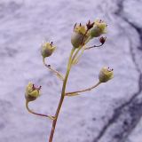 Saxifraga cartilaginea