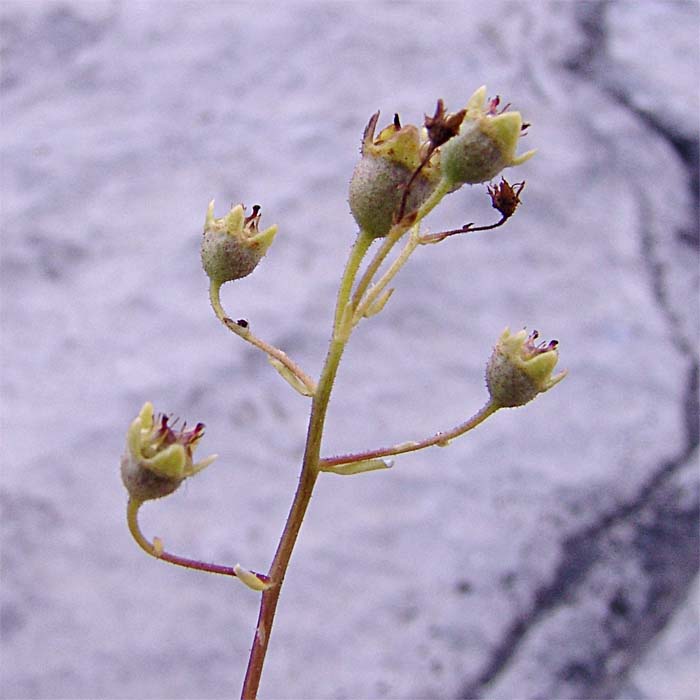 Image of Saxifraga cartilaginea specimen.