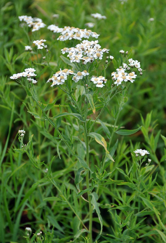 Image of Achillea cartilaginea specimen.