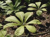 Rodgersia purdomii