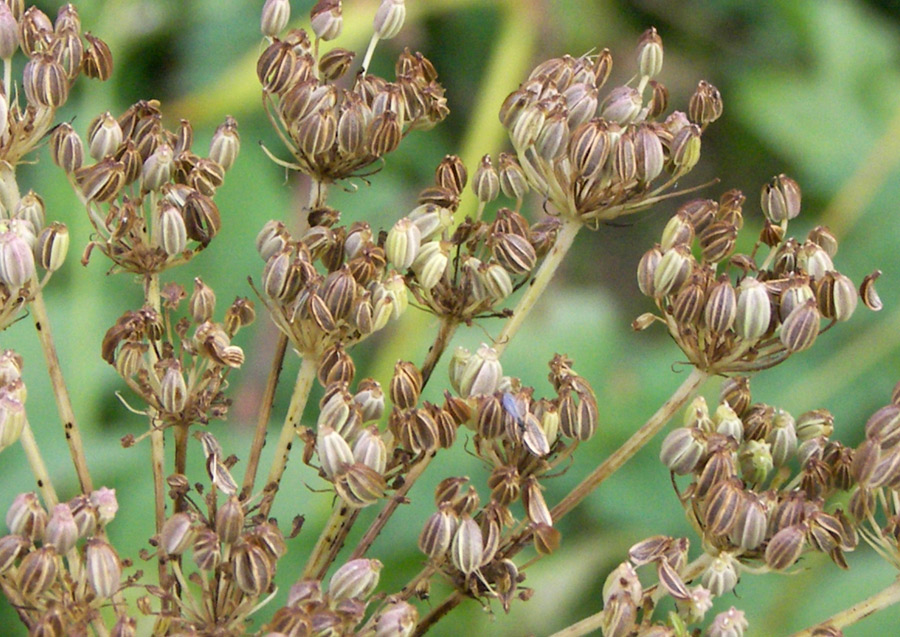 Image of Macrosciadium alatum specimen.