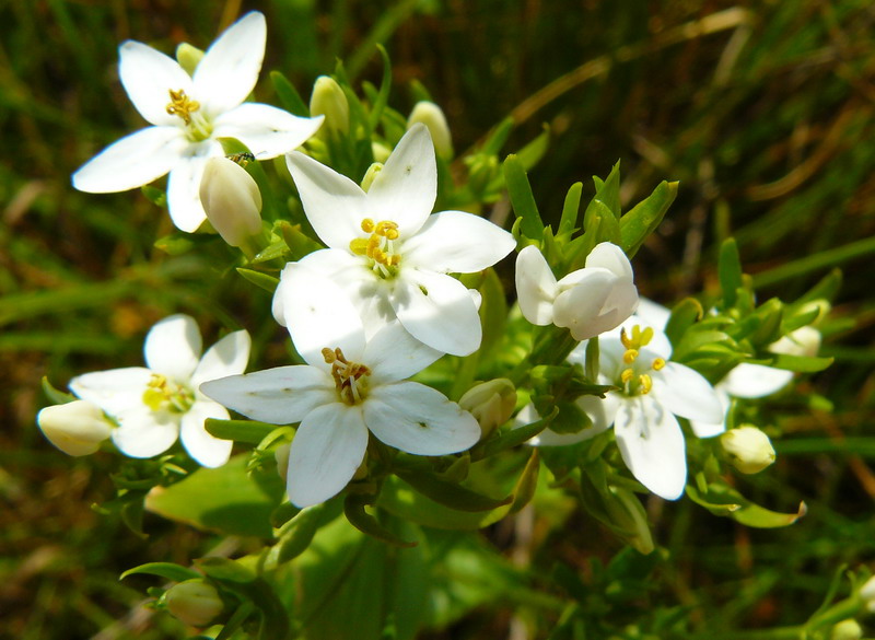 Изображение особи Centaurium erythraea.