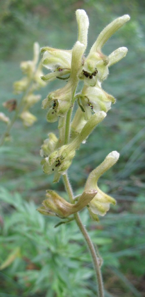 Image of Aconitum sukaczevii specimen.