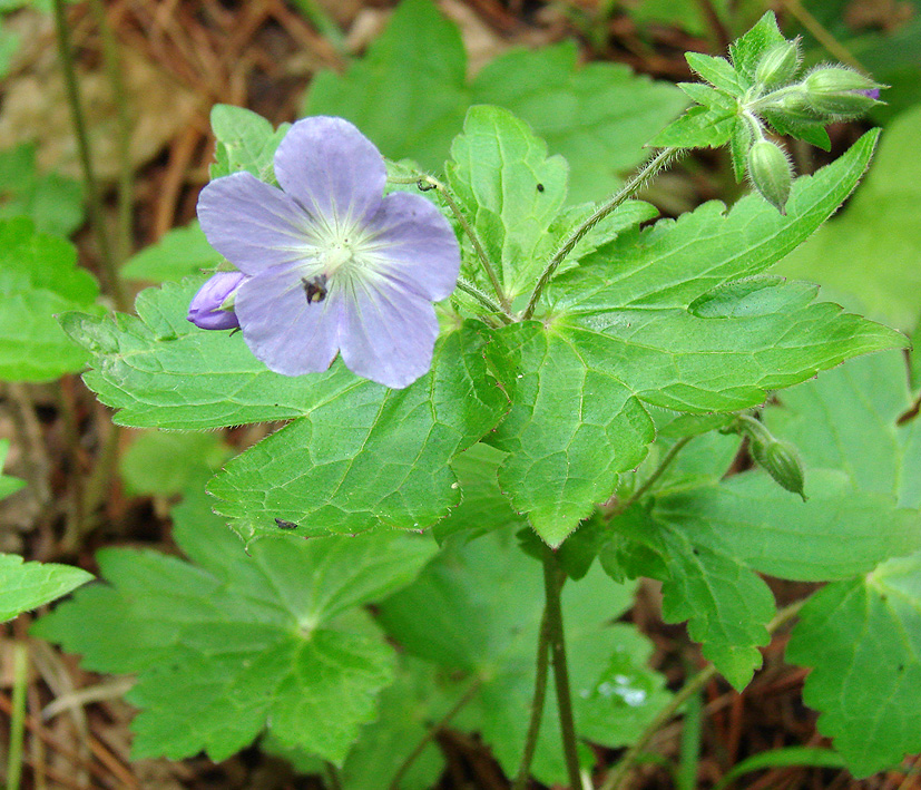 Image of Geranium platyanthum specimen.