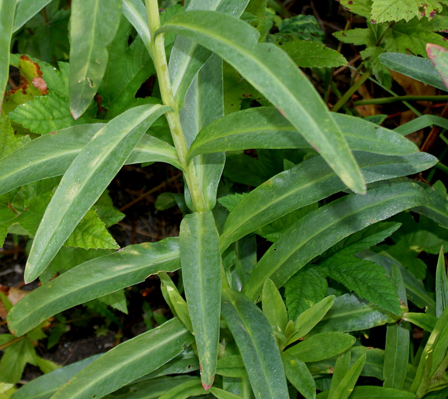 Image of Lysimachia barystachys specimen.