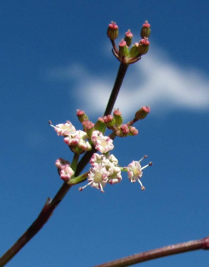 Изображение особи Froriepia subpinnata.