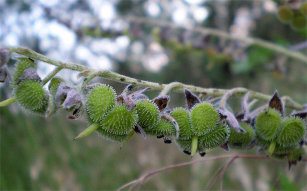 Изображение особи Cynoglossum officinale.