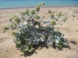 Eryngium maritimum