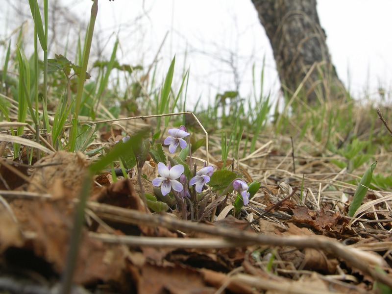 Image of Viola selkirkii specimen.